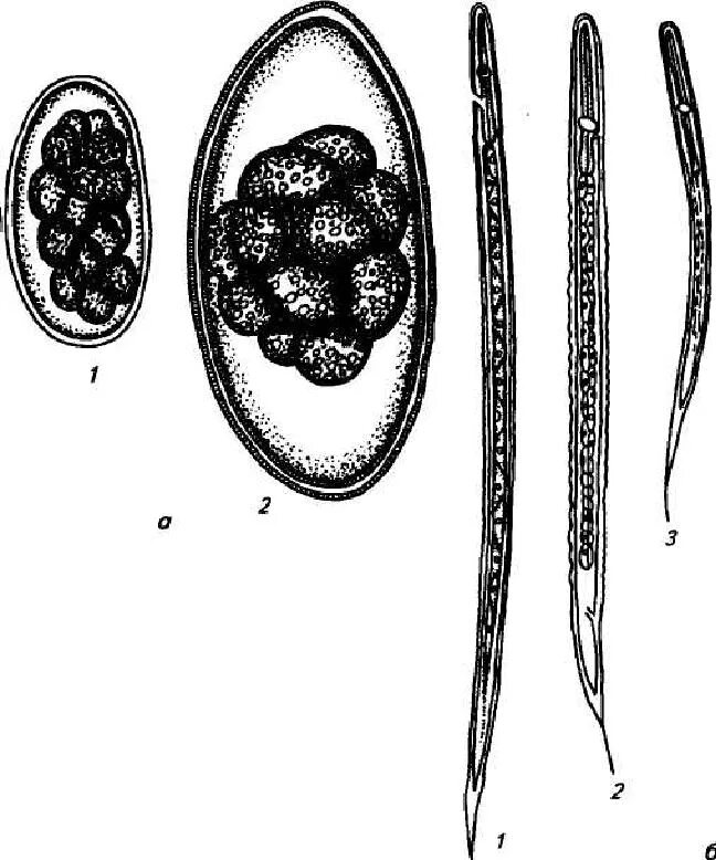 Ценуроз животных возбудитель. Инвазионная личинка. Цикл развития трихостронгилидозы жвачных. Телязиоз крс цикл развития. Инвазионная личинка.
