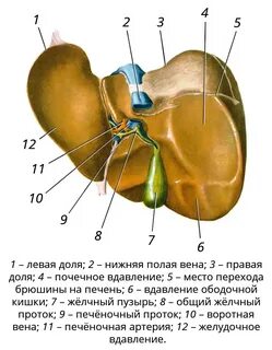 Печень анатомия