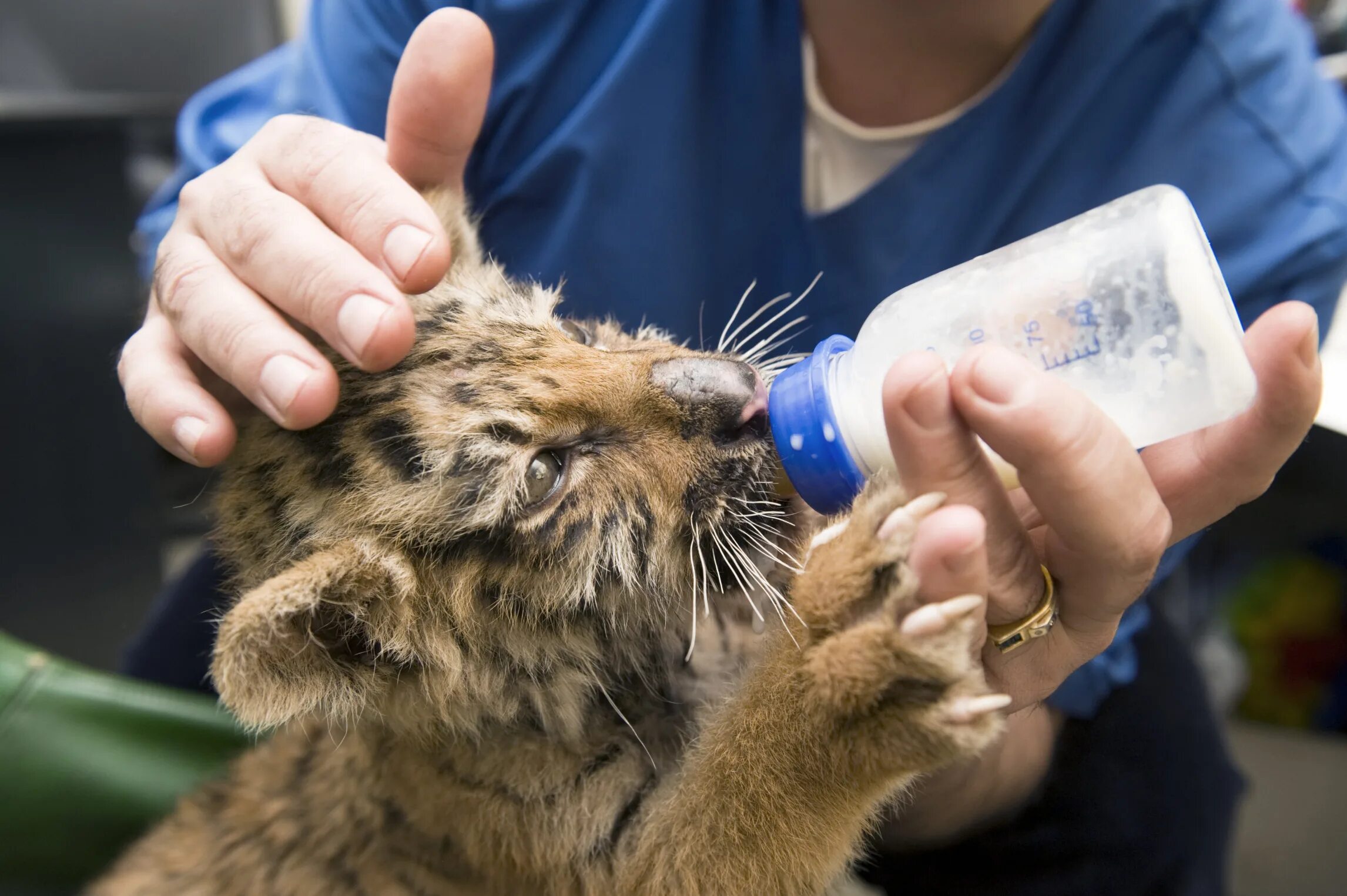 Зоологи в зоопарке. Лондонский зоопарк. Зоологи в зоопарке. Рассмотреть животных. Зоологи в зоопарке.