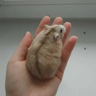 Джунгарский хомяк цвет