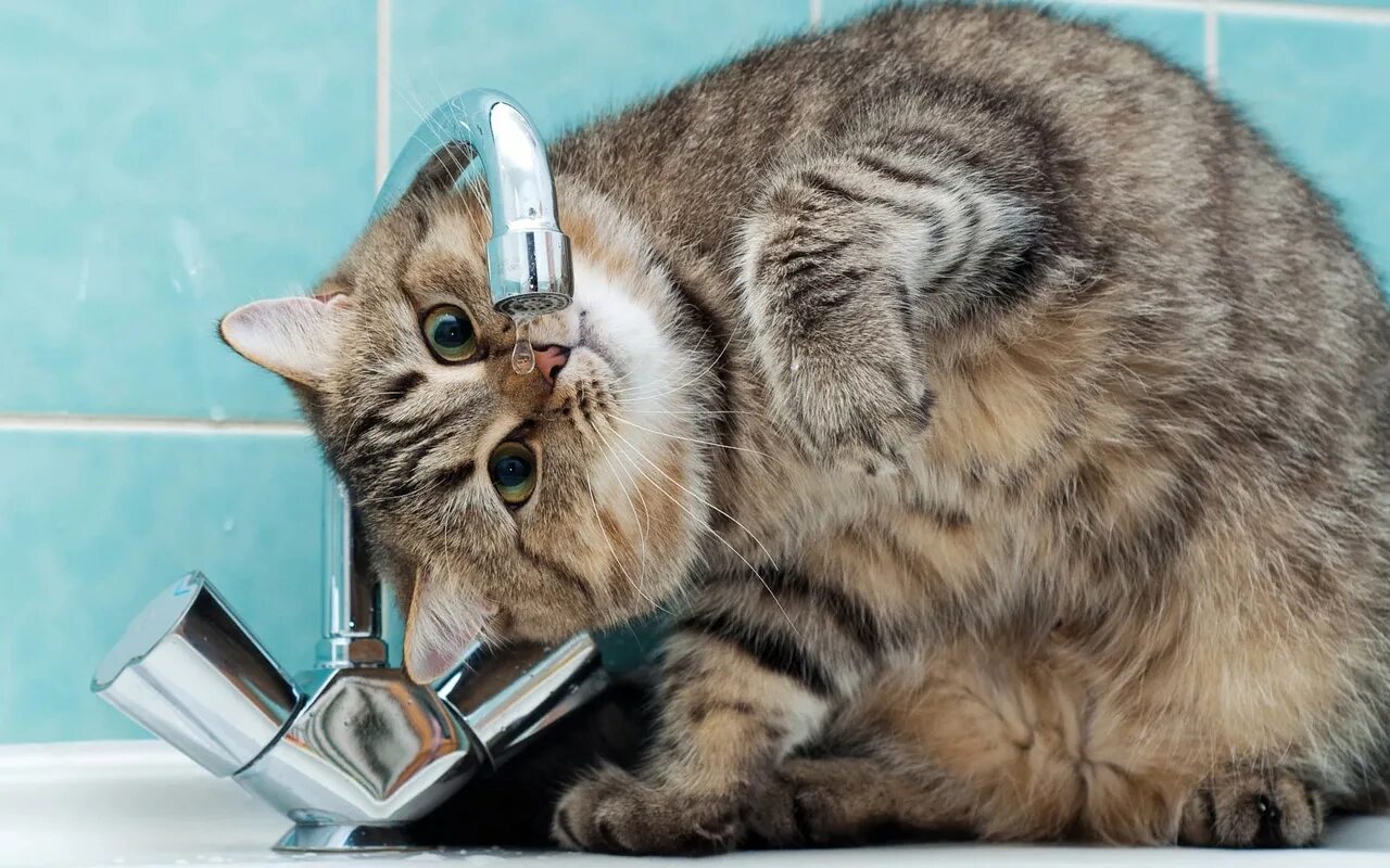 Котик пьет воду. Кот и кран с водой. Кошка под краном. Кот пьет воду из под крана.