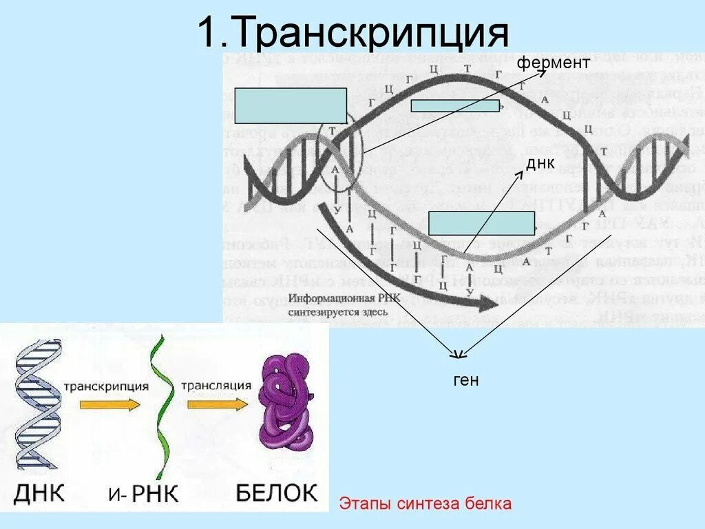 Транскрипция какой фермент. Синтез белка транскрипция и трансляция. Схема транскрипции синтеза белка. Транскрипция Биосинтез белка схема. Транскрипция белка схема.