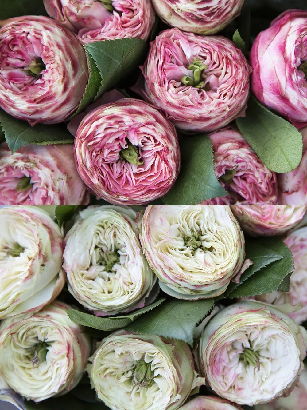 пионовидные сорта