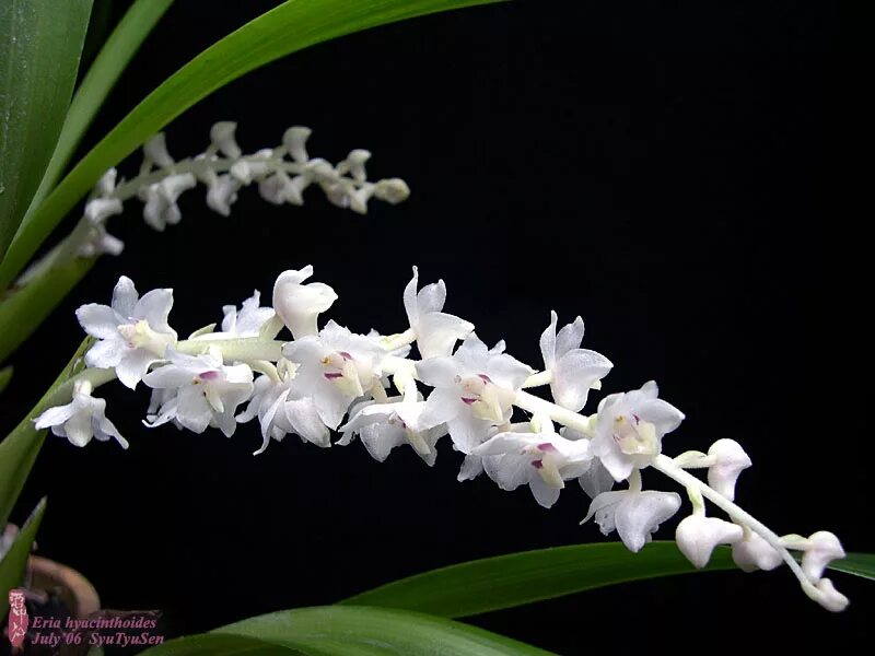 Eria store. Eria hyacinthoides. Eria floribunda Орхидея. Eria Everbright. Coeliopsis hyacinthosma.