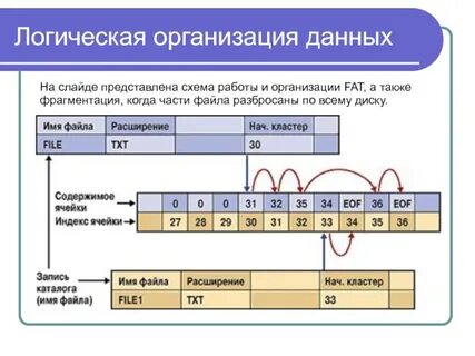 Логическая организация файловой системы