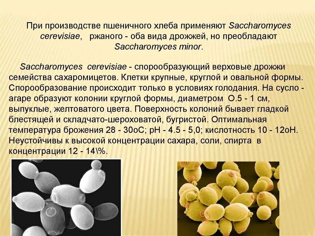 Фермент дрожжи. Дрожжи сахаромицеты. Дрожжи одноклеточные грибы. Хлебопекарное производство микробиология. Сахаромицеты представители.