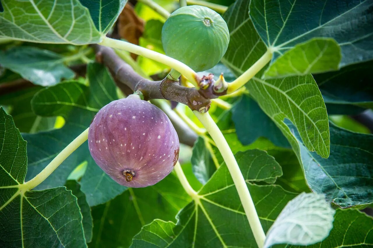 Инжир Крымский черный - Фиговое дерево - Фига - (лат. Ficus carica) семена 30шт 