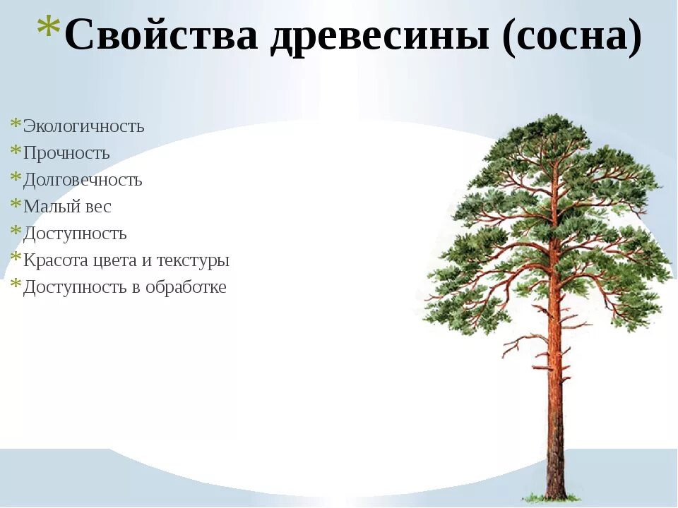 Сосна новое слово. Сосна характеристика дерева. Свойства сосны. Сосна свойства древесины. Сосна качество древесины.