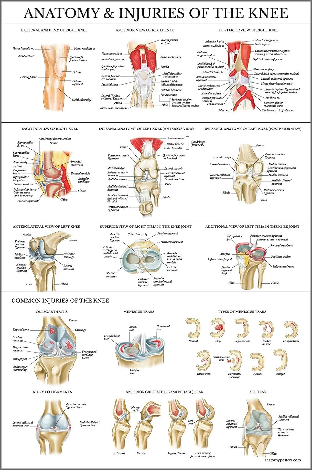 Коленный сустав плакат. Knee Joint Anatomy. Коленный сустав анатомия. Анатомия колена плакат. Анатомия падения оскар