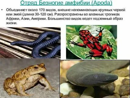 Представитель безногих