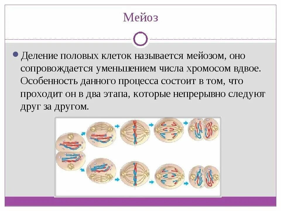 Деление клетки мейоз 6 класс. Деление клеток 9 класс биология митоз. Деление клеток 9 класс биология мейоз. Деление растительной клетки мейозом. Типы деления клеток 3 типа