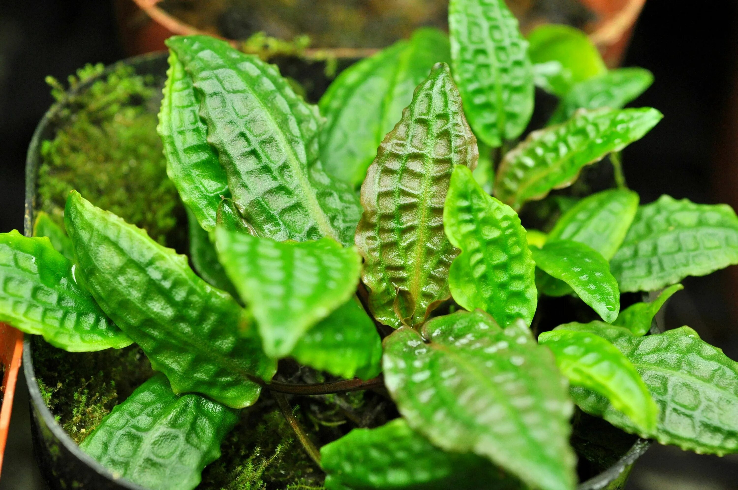 Криптокорина аффинис (Cryptocoryne affinis)