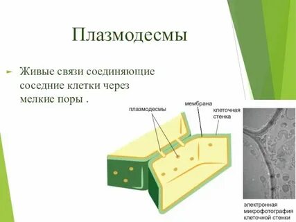 Какая стенка у растений
