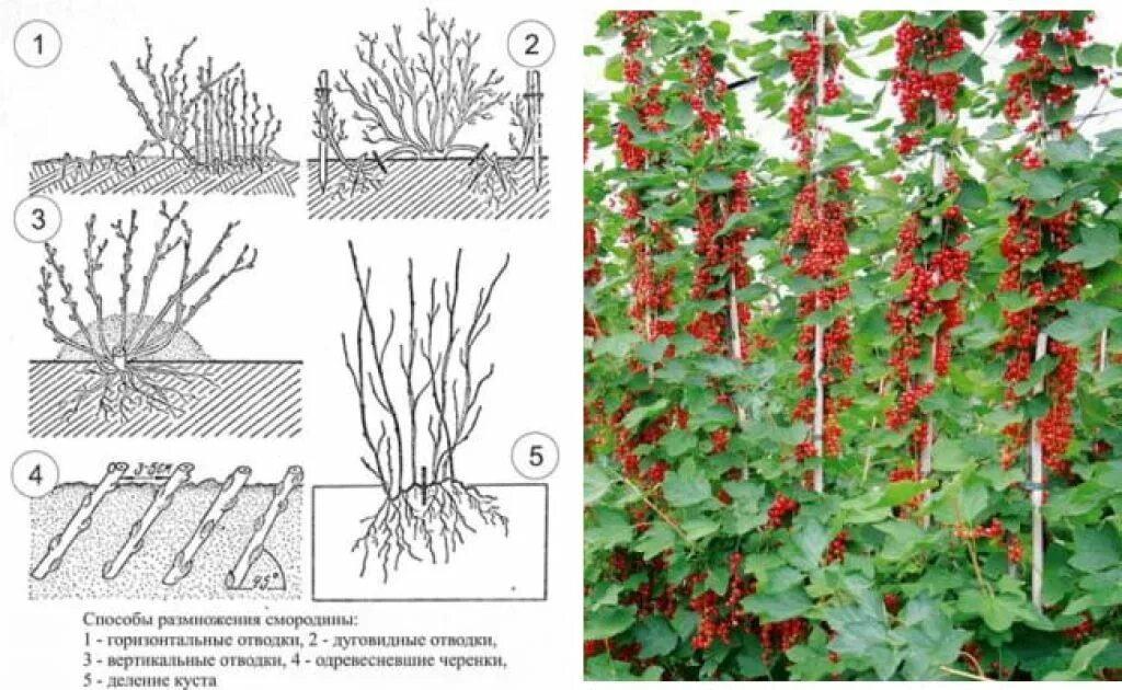 Высадка смородины. Черенки крыжовника одревесневшие. Размножение красной смородины черенками. Черенками смородины отводками крыжовник. Черенкование красной смородины весной.