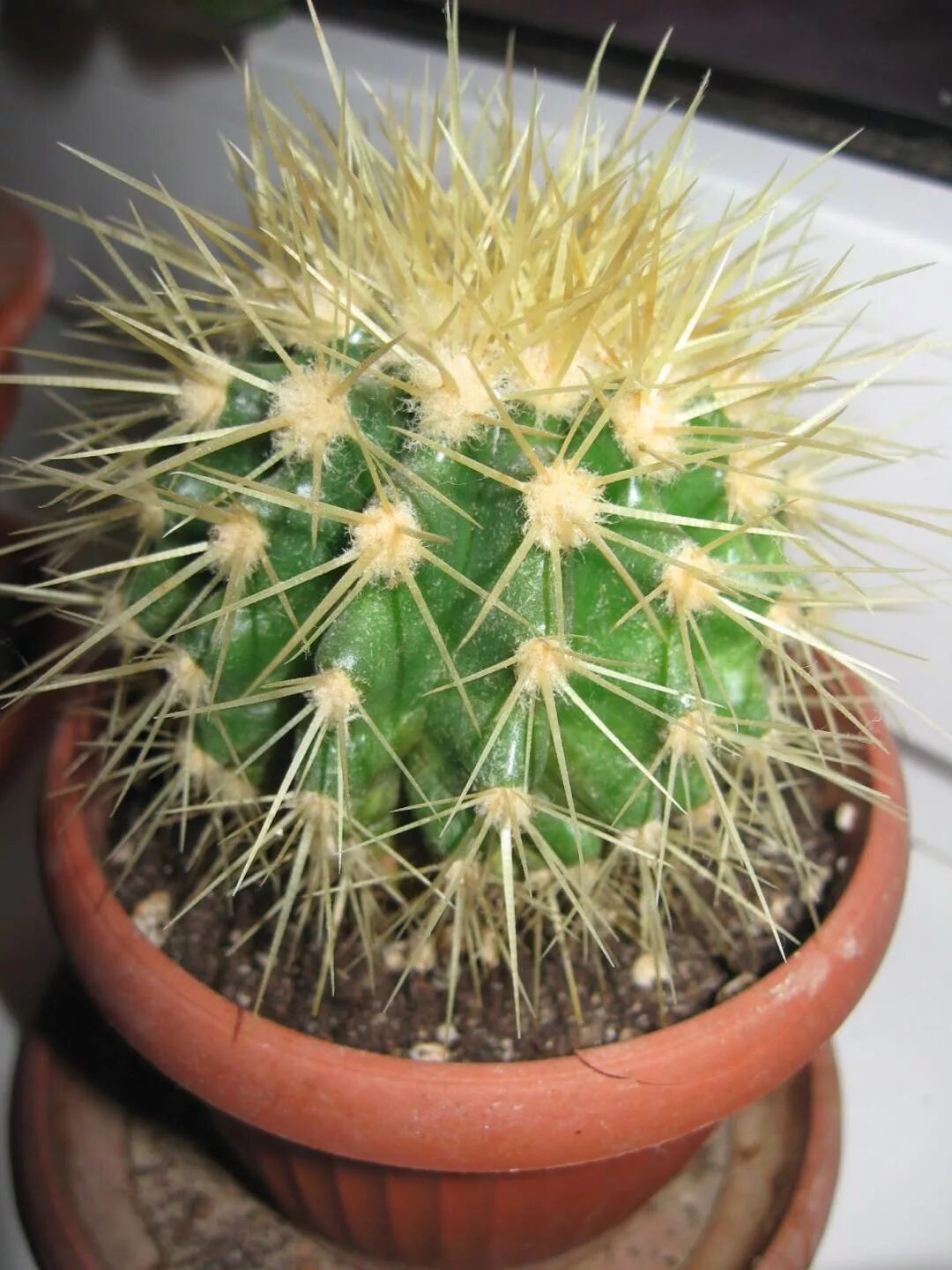 название кактусов на русском. название кактусов на русском. кактус маммиллярия маммиллярия маммиллярия. кактусы комнатные. название кактусов на русском.