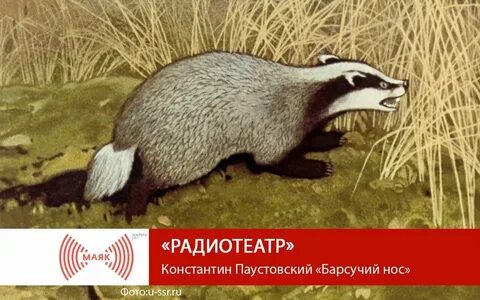 Чтение рассказа барсучий нос