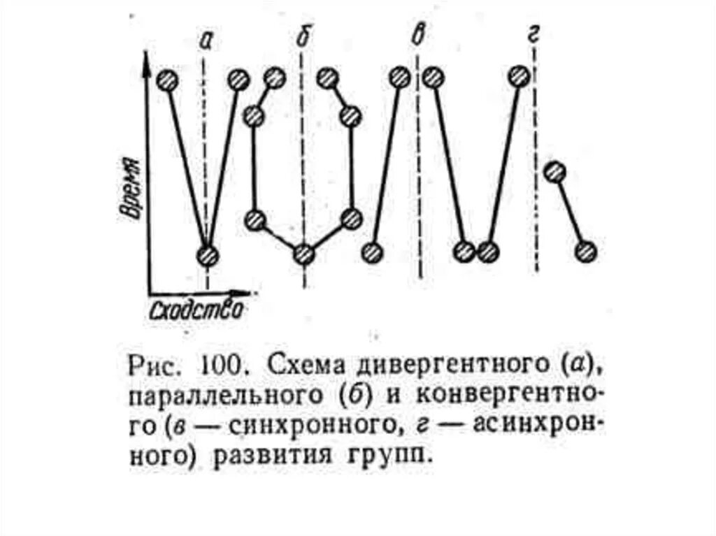 Схема дивергентной эволюции. Дивергентная форма эволюции. Дивергентная Эволюция видов по Дарвину схема процесса. Пользуюсь этой схемой докажите дивергентной характер эволюции. Дивергентная форма