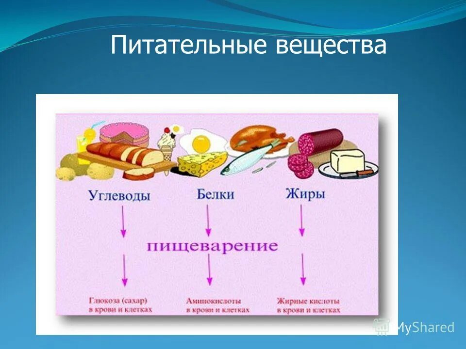 Питательные вещества схема 8 класс биология. Пища и питательные вещества. Основные питательные вещества. Белки жиры углеводы. Для чего нужен белок и углеводы