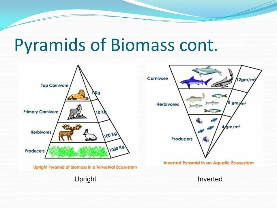 Экологическая пирамида биомассы Перевернутая. Что такое пищевая пирамида или пирамида биомассы. Экологические пирамиды пирамида биомасс. Экологическая пирамида численности. Экологическая пирамида биоценоза