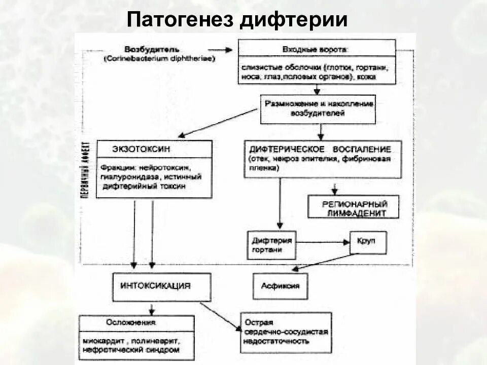 Классификация дифтерии по анатомической локализации схема. Патогенез дифтерии. Патогенез и клиническая картина при дифтерии. Патогенез дифтерии схема.