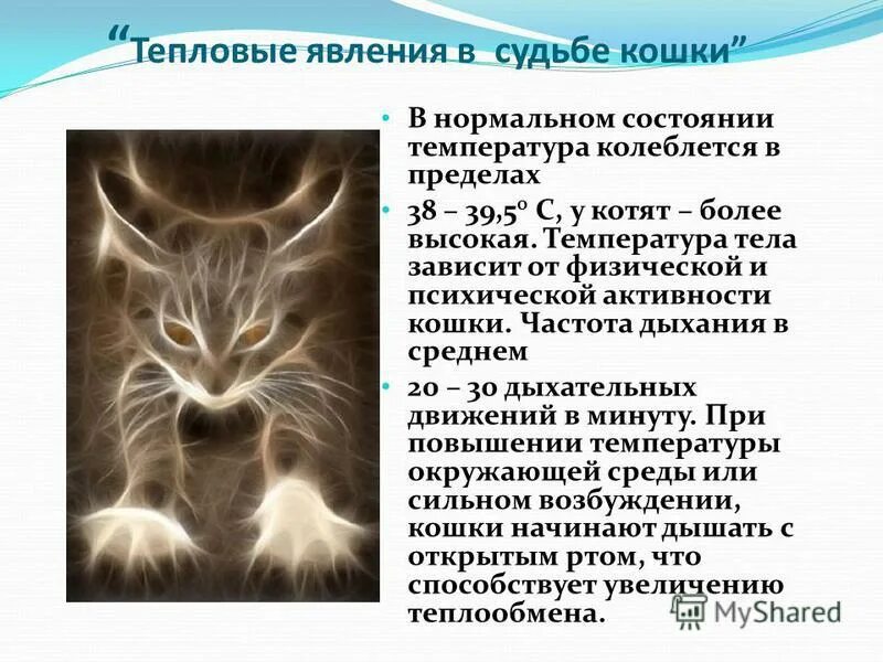 Способности кошек. Сверхспособности кошек. Условия жизни кошки. Приспособление к жизни кошки. Кошки способны