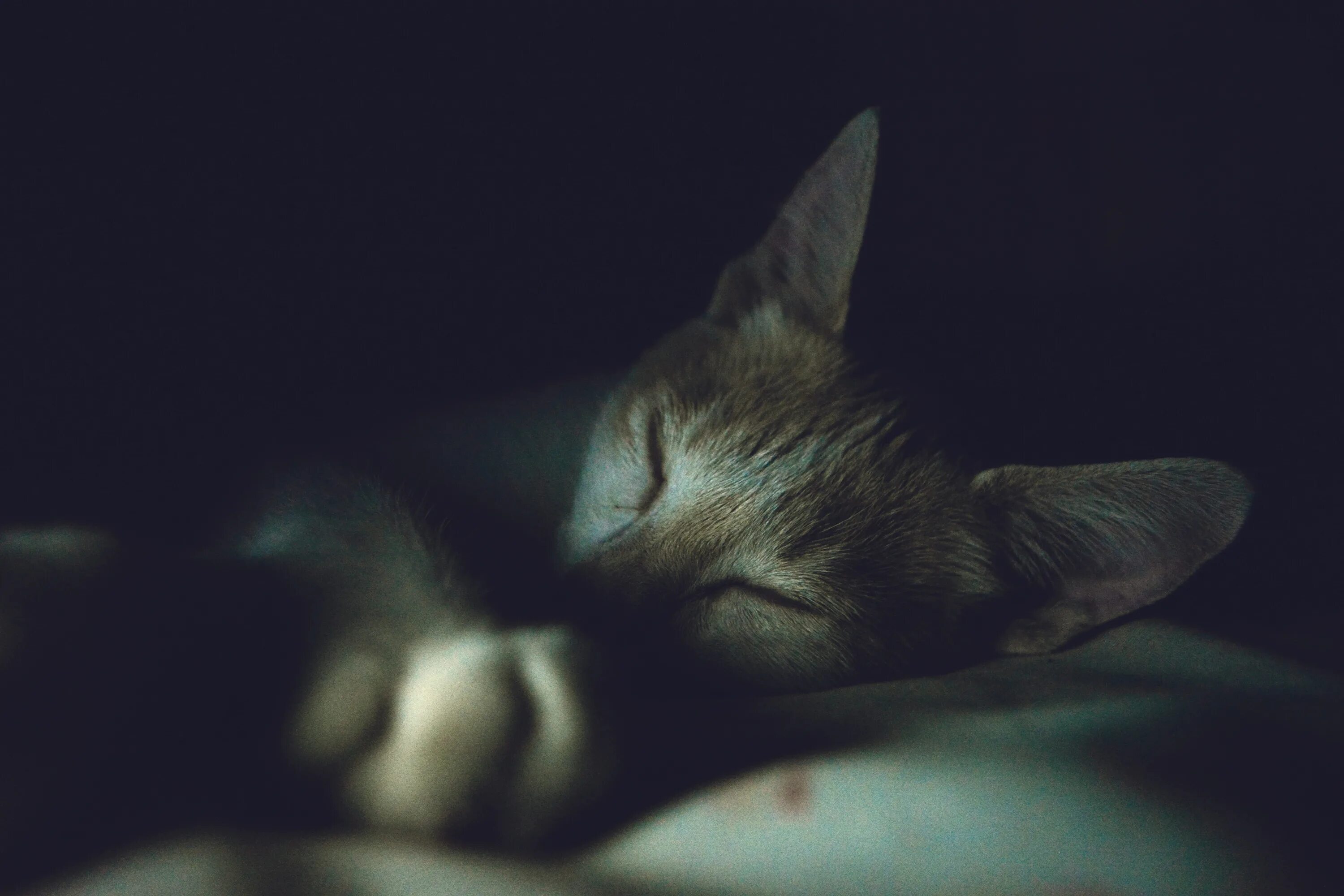 В темноте спящие. Спящий кот. кот ночью. спящие кошки.