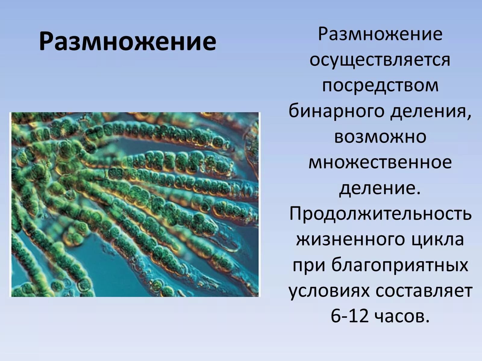 Какую роль играют цианобактерии. Синезеленые водоросли цианобактерии. Цианобактерии это в биологии 5 класс. Подцарство цианобактерии. Способы размножения цианобактерий.