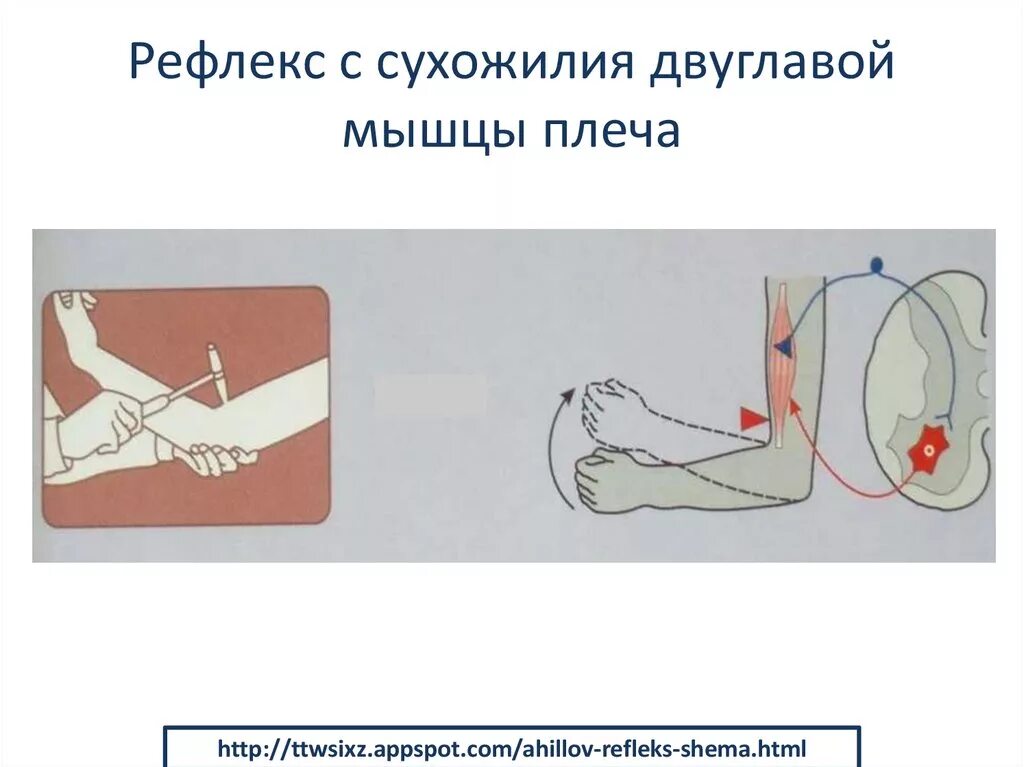 Рефлексы мышц. Сгибательно-локтевой (бицепс-рефлекс) рефлекс. Сгибательный рефлекс плеча. Схема рефлекса двуглавой мышцы плеча. Сухожильный рефлекс с трехглавой.