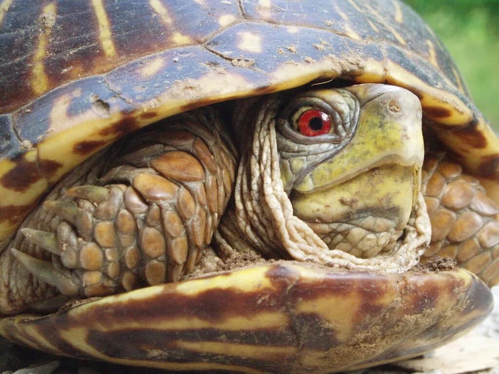Посмотрим черепахи. Скрытошейные черепахи. Шея красноухой черепахи. Панцирь Черепашки. Панцирь черепахи.
