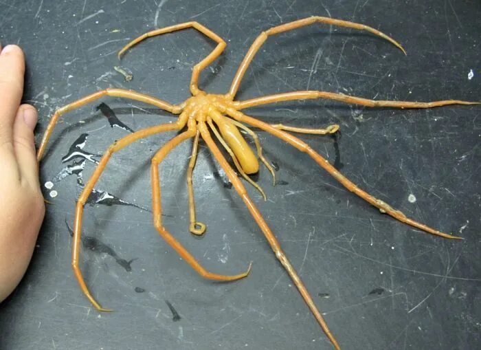 Google Image Result for http://www.oikonos.org/apfieldguide/album/Arthropoda/Pyc