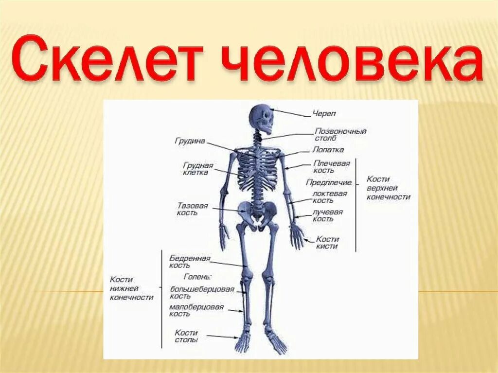 Скелет человека. Скелет человека презентация. Скелет человека и человек. Строение скелета человека.