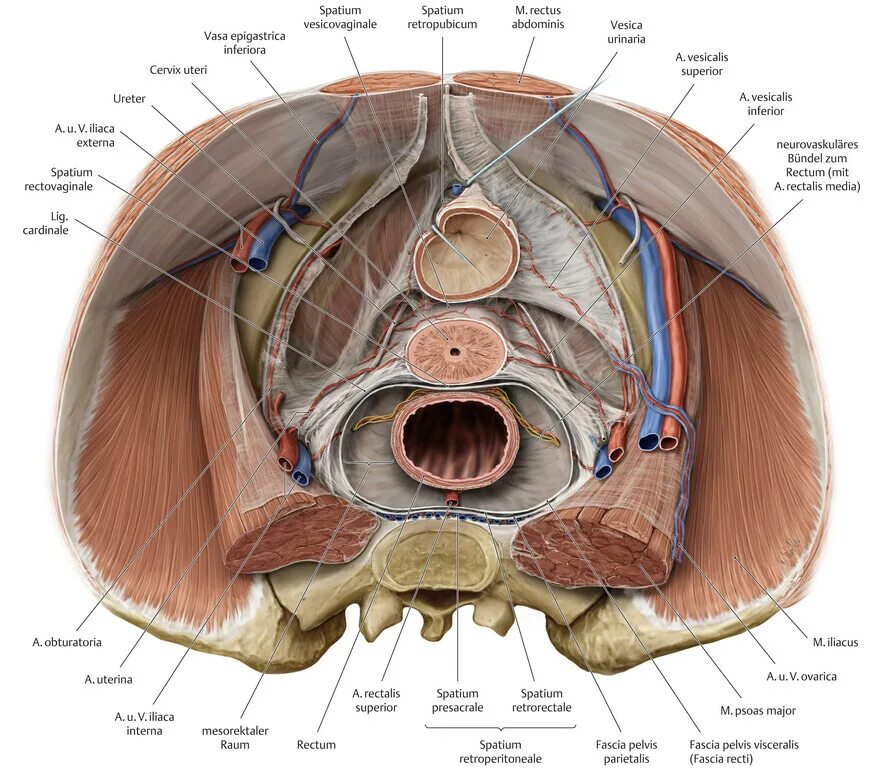 Spatium retropharyngeum. Каналис обтураториус. Диафрагма малого таза анатомия. Диафрагма таза топографическая анатомия. Фасции таза анатомия.