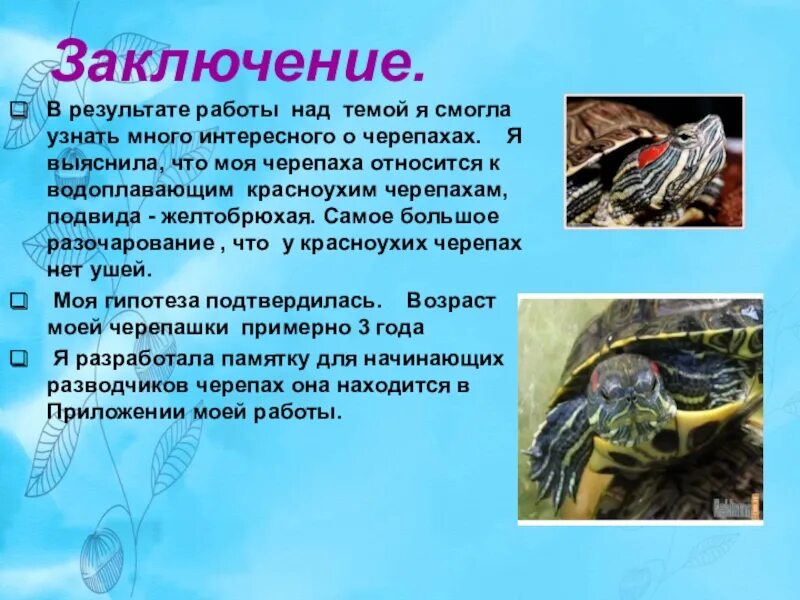 Сколько красноухая может без воды. Красноухая черепаха ареал обитания. Проект красноухая черепаха. Презентация про красноухих черепах. Красноухая черепаха презентация.