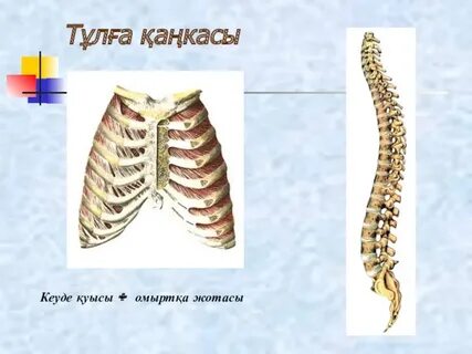 Ауыздағы әуесқойлық спермы онлайн