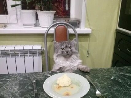 Кот делает еду