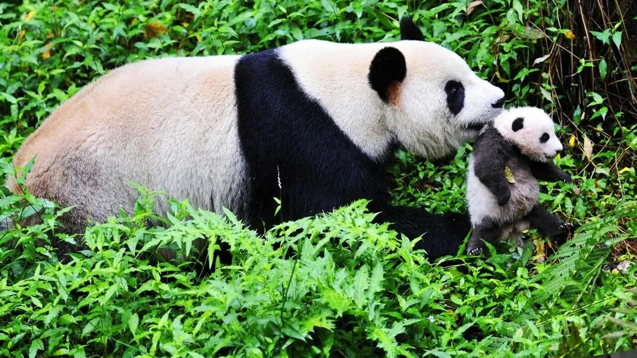 Panda local