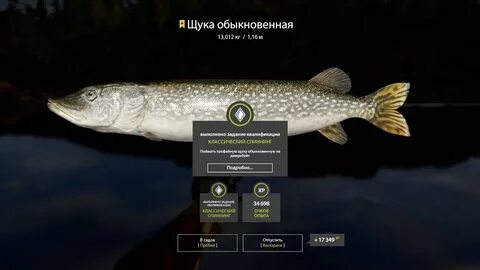 Точки рр4