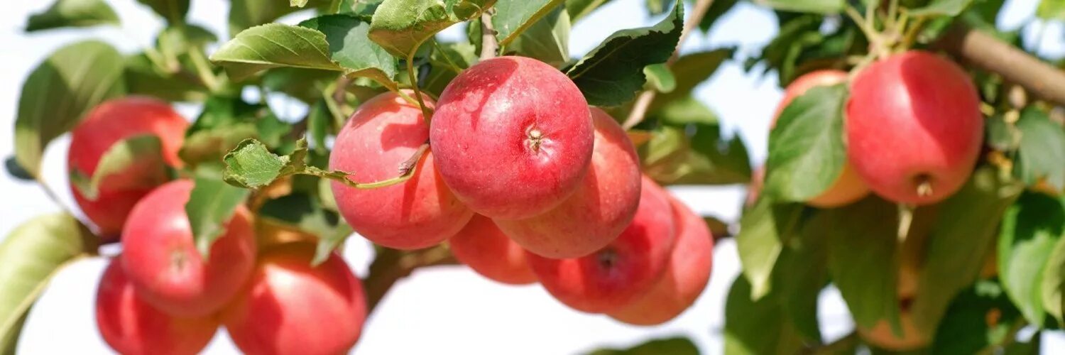 Яблоня Апорт кроваво красный. Яблоня Клоуз. Описание сортов яблок. Сорта яблонь с фото и описанием.