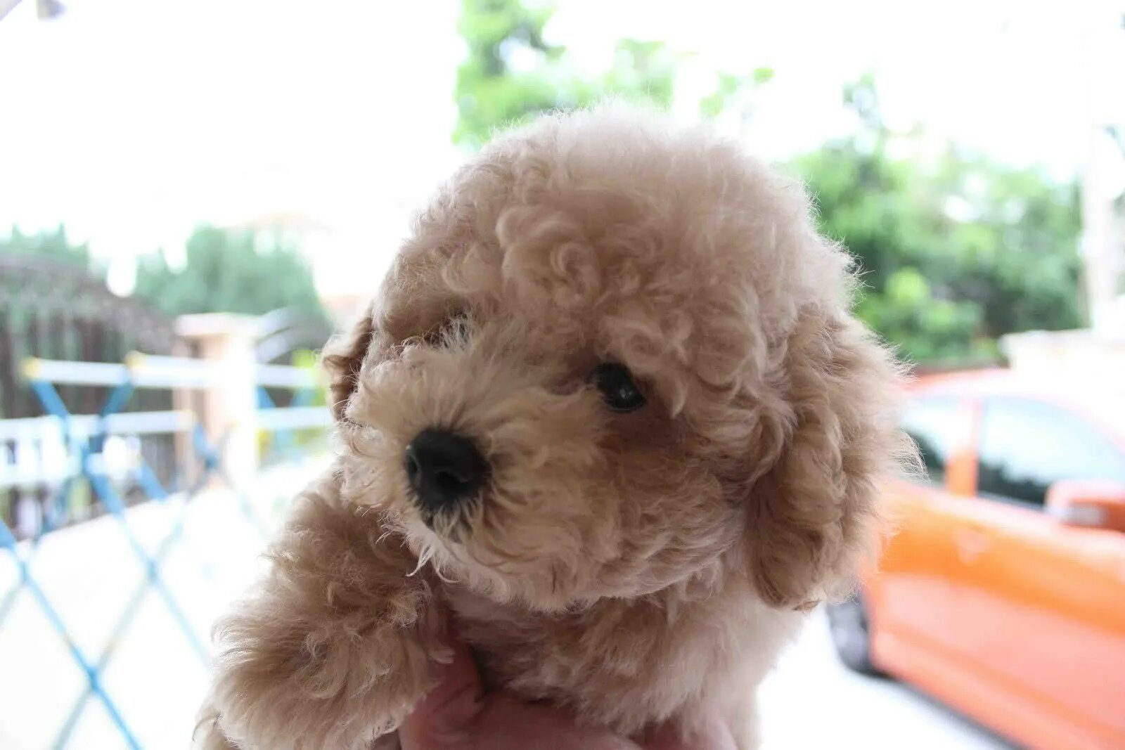 Той пудель. Той пудель мини. Той пудель бежевый. Toy Poodle порода. Фото той пуделя щенка