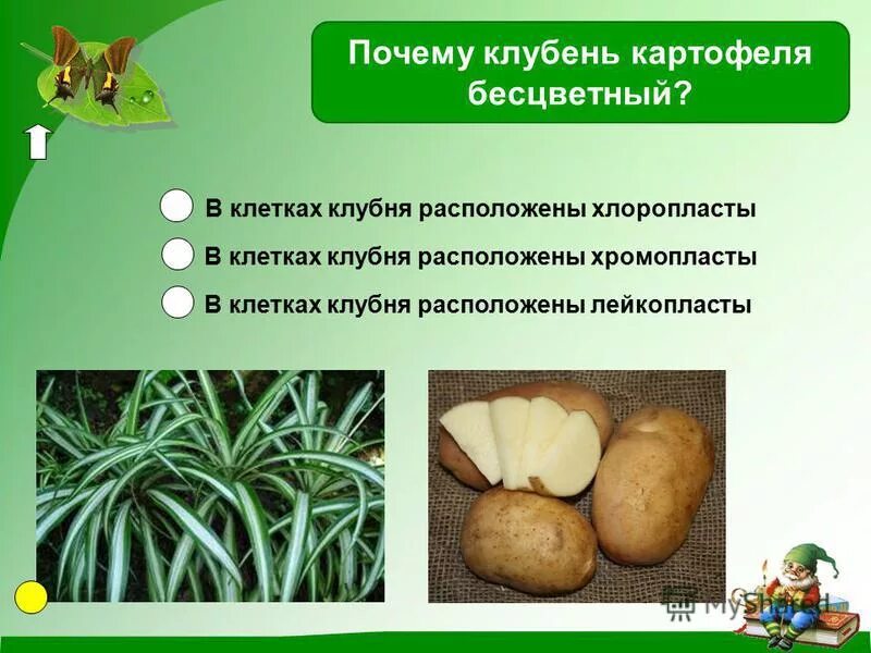 картофель 100г белки жиры углеводы вода. пищевая ценность картофеля на 100 грамм. в клубнях картофеля содержатся. в клубнях картофеля содержатся. клубнеплоды.