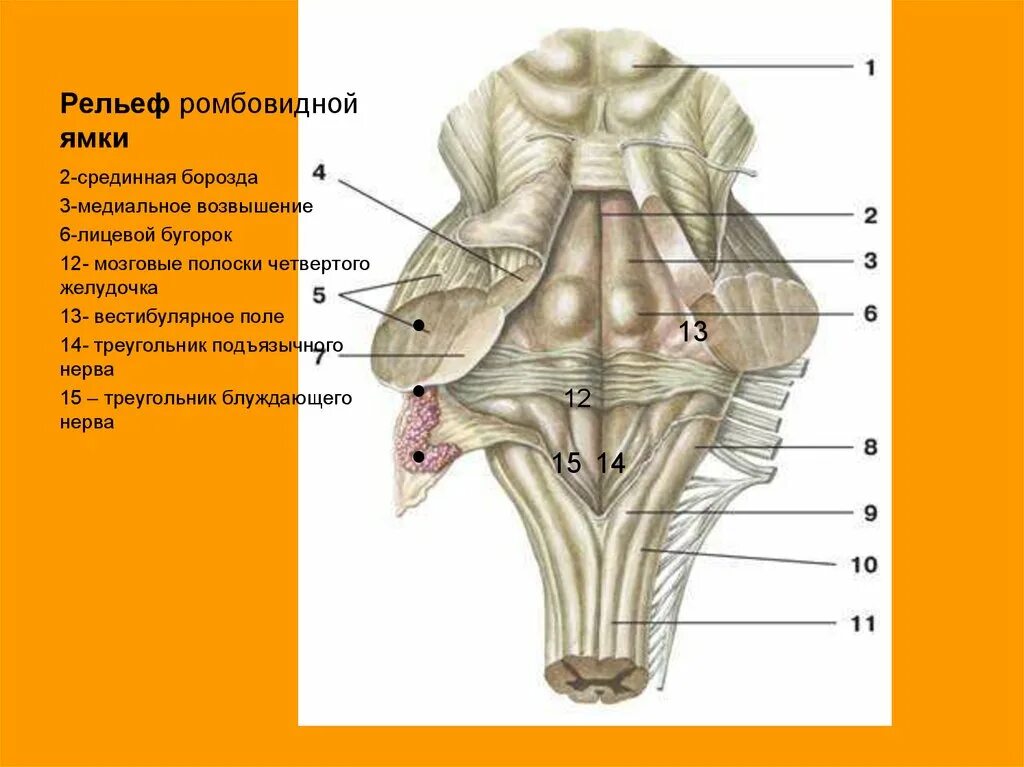 Каким номером на рисунке обозначен продолговатый мозг. Задний мозг ромбовидная ямка 4 желудочек. Мозговые полоски 4 желудочка. Медиальное возвышение ромбовидной ямки. Наружное строение продолговатого мозга анатомия.