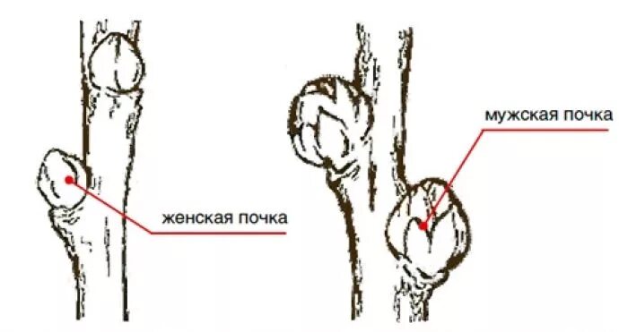 Как отличить мужское