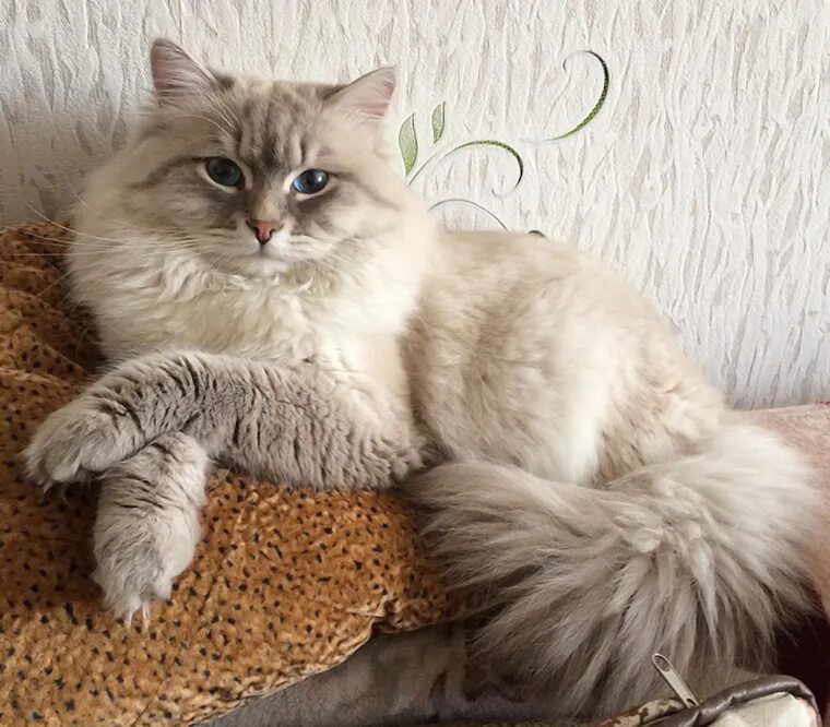синеглазый ангел питомник невских маскарадных кошек. жемчуг невы питомник невских маскарадных кошек. татьяна балюк невская маскарадная питомник. невская маскарадная питомник спб. невская маскарадная кошка.