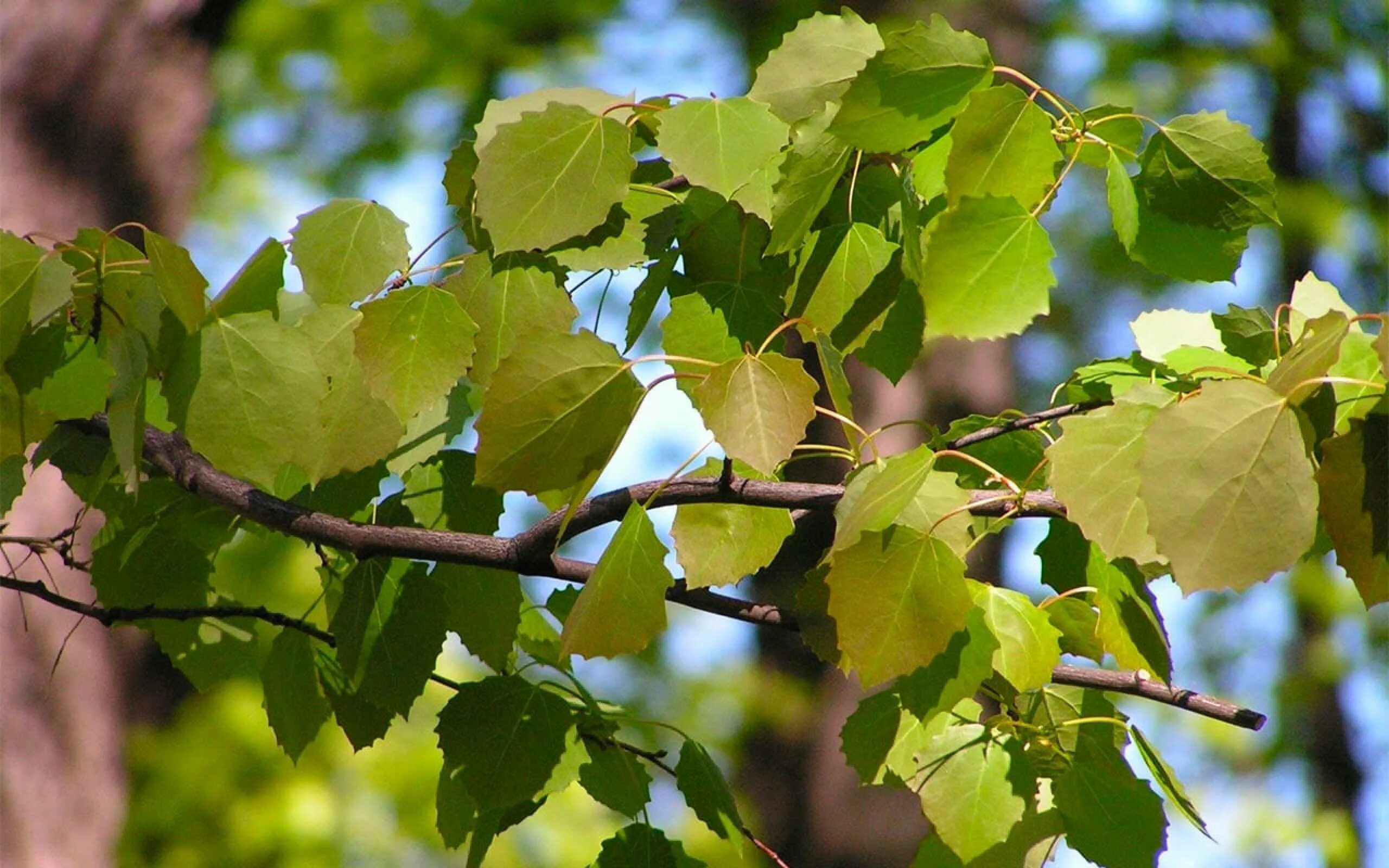 Осина обыкновенная (Populus tremula). Осина обыкновенная (Pópulus trémula). Тополь дрожащий осина. Тополь крупнозубчатый (Populus grandidentata).