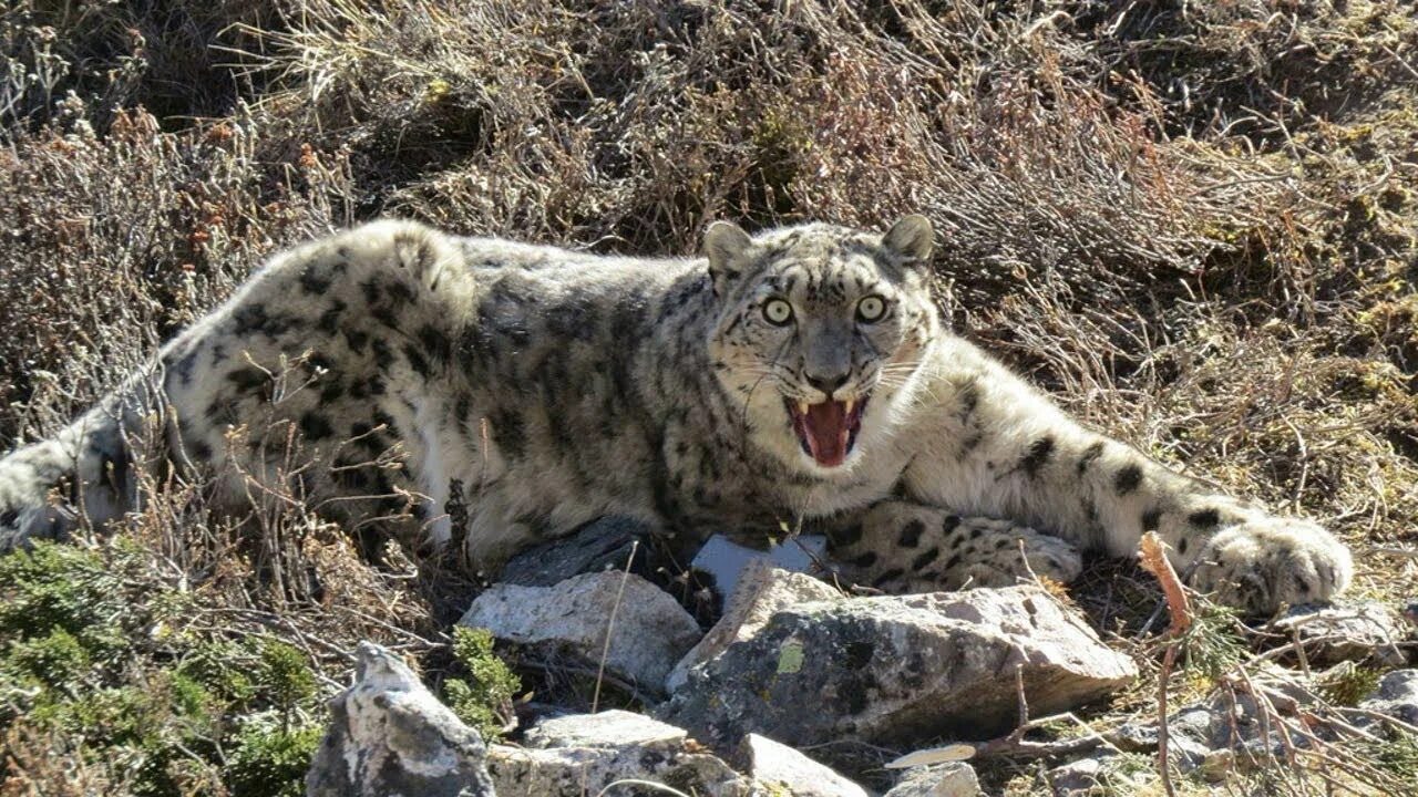 Снежный барс леопард snow leopard ирбис. Снежный барс uncia uncia фото. Барс ирбис оскал. Ирбис угроза. Снежный барс ирбис.