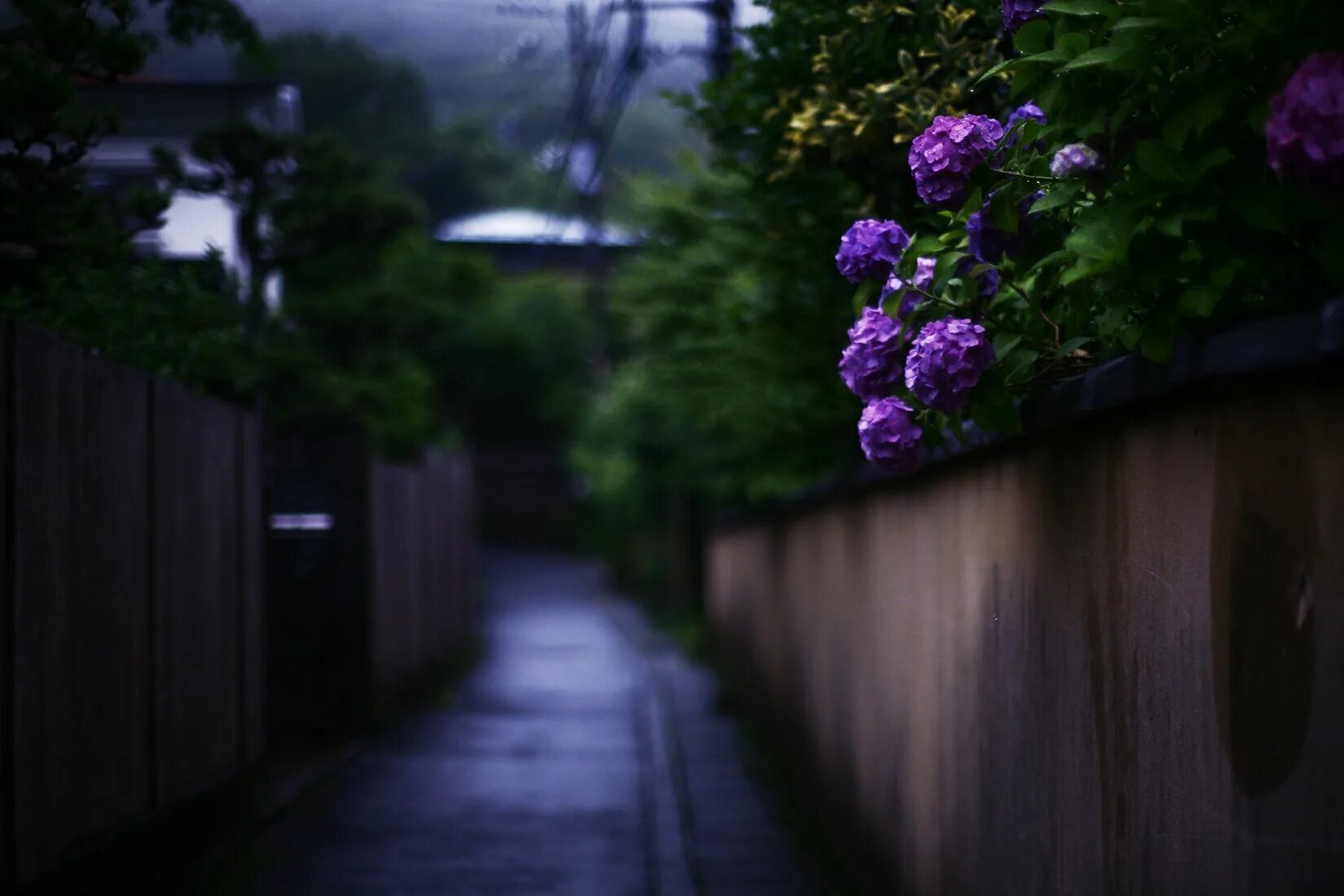 Сирень вечером. Сад ночью. Сирень ночью. Кусты ночью. Фиолетовые цветы на улице.