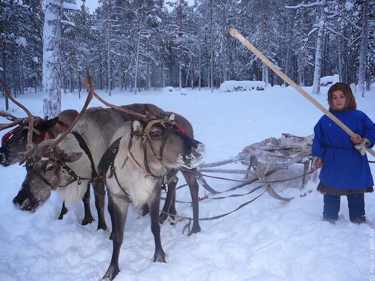 Ханты манси оленеводы. Ханты манси праздник оленеводство. Ханты и манси олени. Коми ижемцы оленеводы. Манси коми