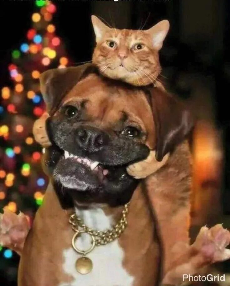 Включи кошечек собачек смешных. Включи кошечек собачек смешных
