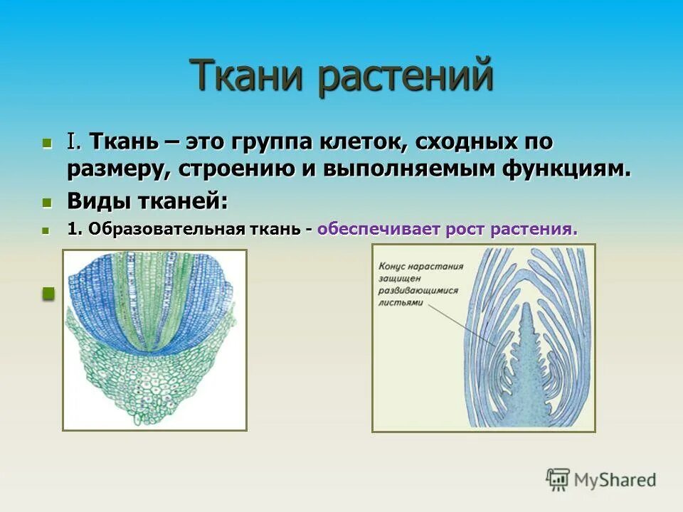 Семенные растения ткани