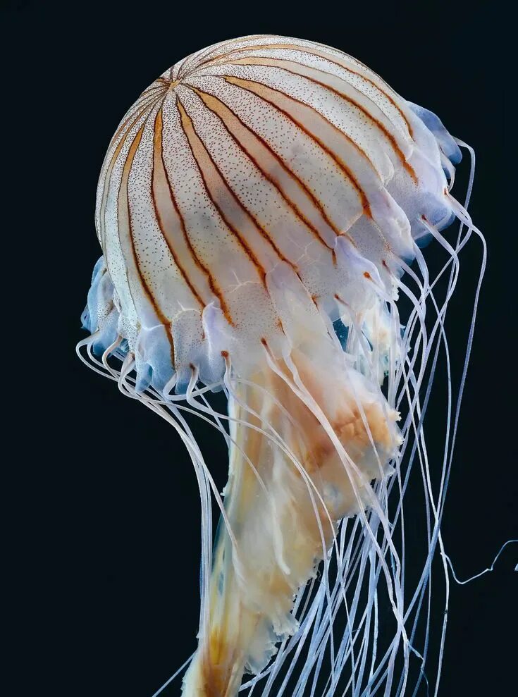 sea life Criaturas das profundezas do mar, Belas criaturas do mar, Mundo do mar